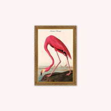 Load image into Gallery viewer, Luxury Velvet Art Print - Vintage Birds - American Flamingo Framed Wall Art