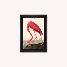 Load image into Gallery viewer, Luxury Velvet Art Print - Vintage Birds - American Flamingo Framed Wall Art
