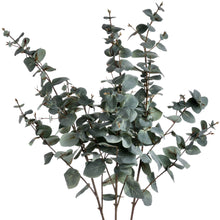 Load image into Gallery viewer, Variegated Eucalyptus Single Stem