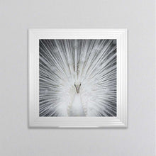 Load image into Gallery viewer, Albino Peacock framed wall art