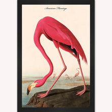 Load image into Gallery viewer, Luxury Velvet Art Print - Vintage Birds - American Flamingo Framed Wall Art
