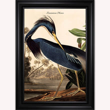 Load image into Gallery viewer, Luxury Velvet Art Print - Vintage Birds - Louisiana Heron Framed Wall Art
