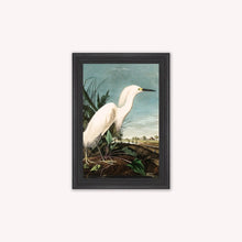 Load image into Gallery viewer, Luxury Velvet Art Print - Vintage Birds - Snowy Heron Framed Wall Art
