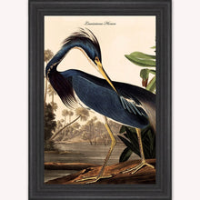 Load image into Gallery viewer, Luxury Velvet Art Print - Vintage Birds - Louisiana Heron Framed Wall Art
