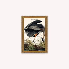 Load image into Gallery viewer, Luxury Velvet Art Print - Vintage Birds -Blue Heron Framed Wall Art
