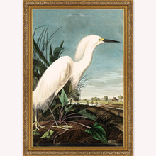 Load image into Gallery viewer, Luxury Velvet Art Print - Vintage Birds - Snowy Heron Framed Wall Art
