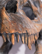 Load image into Gallery viewer, Close-up of a dinosaur skeleton with a focus on the teeth and neck vertebrae.
