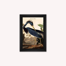 Load image into Gallery viewer, Luxury Velvet Art Print - Vintage Birds - Louisiana Heron Framed Wall Art
