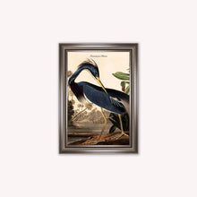 Load image into Gallery viewer, Luxury Velvet Art Print - Vintage Birds - Louisiana Heron Framed Wall Art
