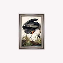 Load image into Gallery viewer, Luxury Velvet Art Print - Vintage Birds -Blue Heron Framed Wall Art
