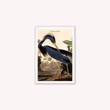 Load image into Gallery viewer, Luxury Velvet Art Print - Vintage Birds - Louisiana Heron Framed Wall Art
