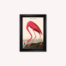 Load image into Gallery viewer, Luxury Velvet Art Print - Vintage Birds - American Flamingo Framed Wall Art
