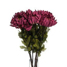 Load image into Gallery viewer, Spider Chrysanthemum Flower Single Stem
