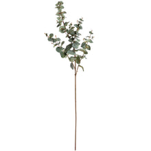 Load image into Gallery viewer, Variegated Eucalyptus Single Stem

